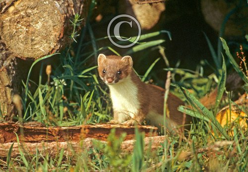 Stoat DM0359